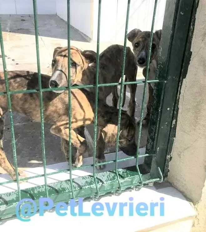 5509 adozione levrieri galgo 01