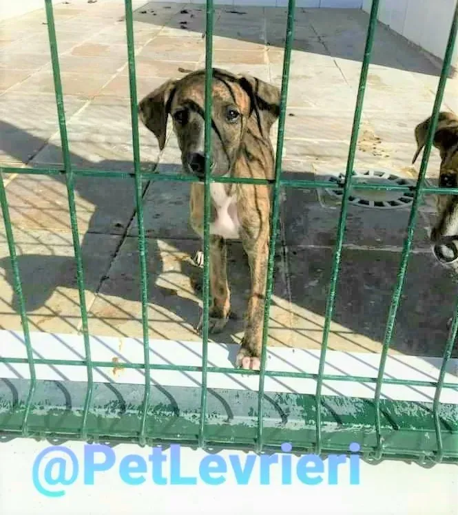 5509 adozione levrieri galgo 02