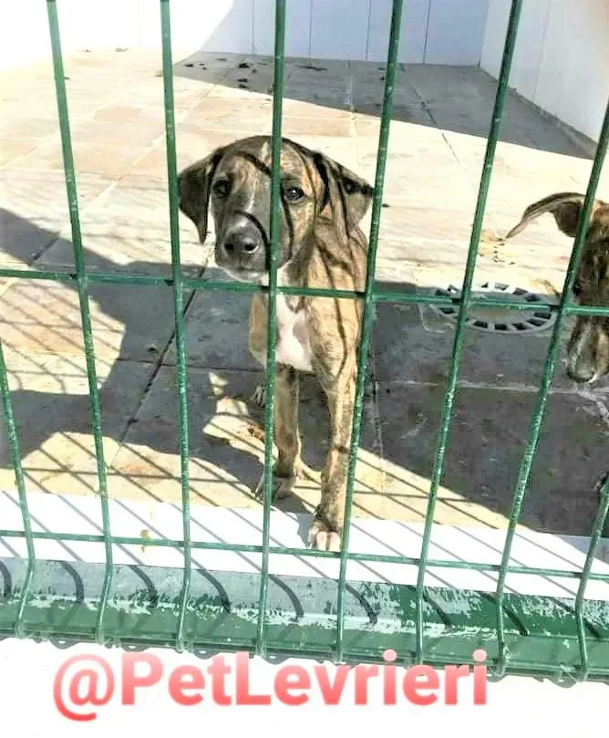 5509 adozione levrieri galgo 03