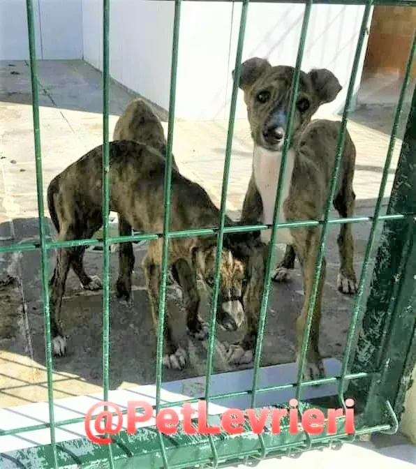 5509 adozione levrieri galgo 04