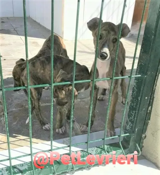 5509 adozione levrieri galgo 05