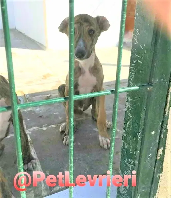 5509 adozione levrieri galgo 06