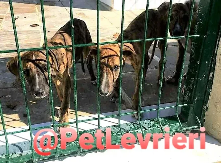 5509 adozione levrieri galgo 07
