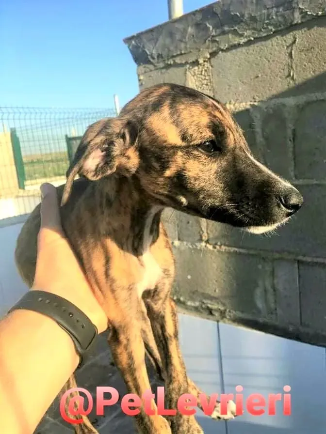 5509 adozione levrieri galgo 08