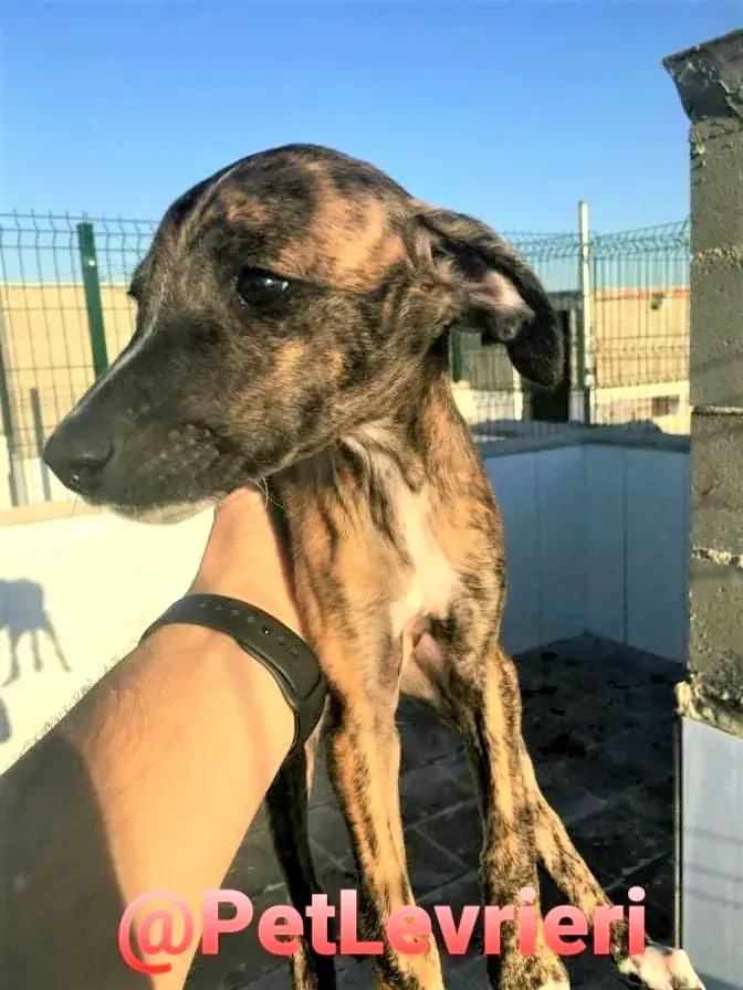 5509 adozione levrieri galgo 09