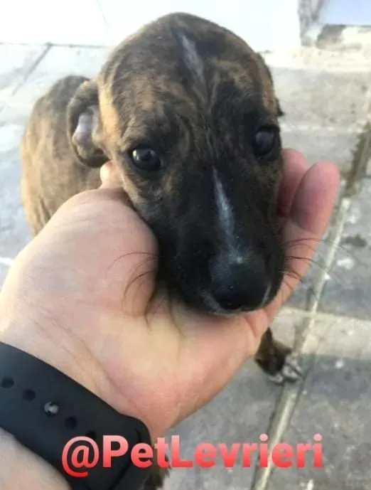 5509 adozione levrieri galgo 10