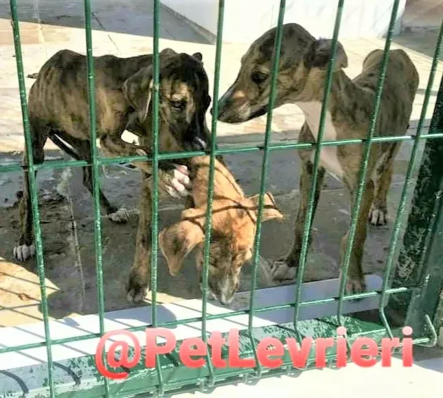 5509 adozione levrieri galgo 11