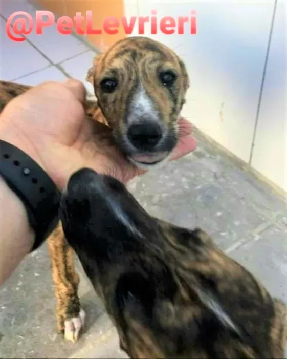 5509 adozione levrieri galgo 12