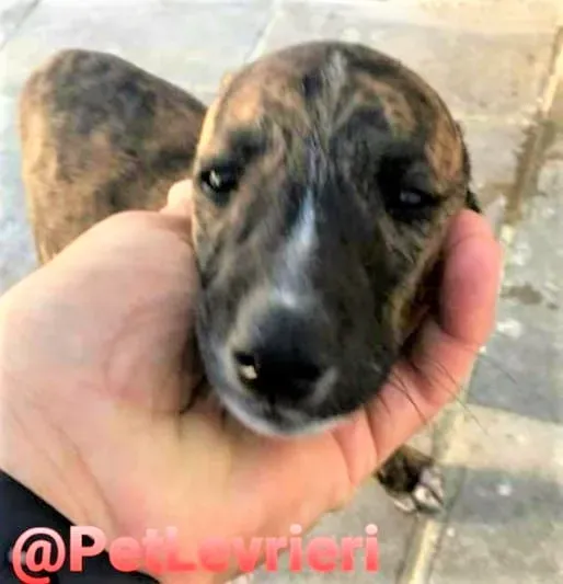5509 adozione levrieri galgo 13