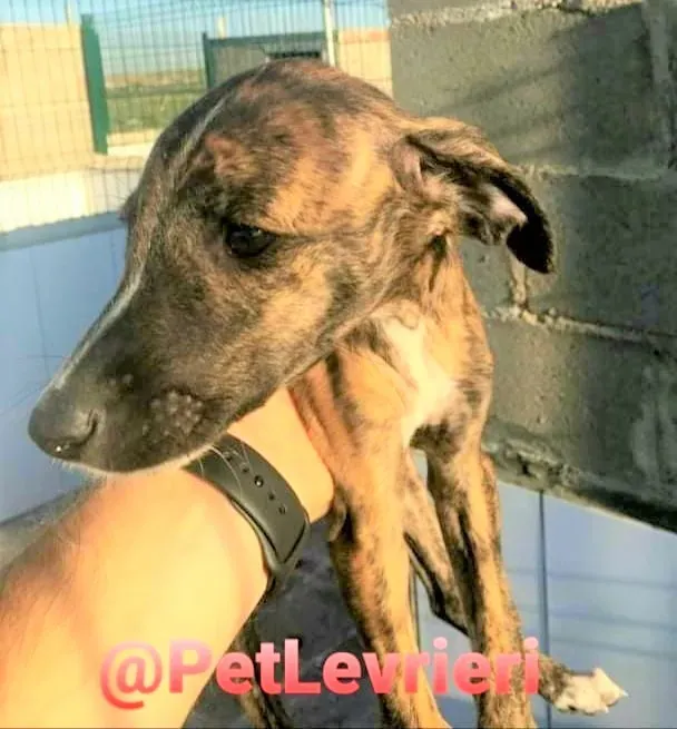 5509 adozione levrieri galgo 14