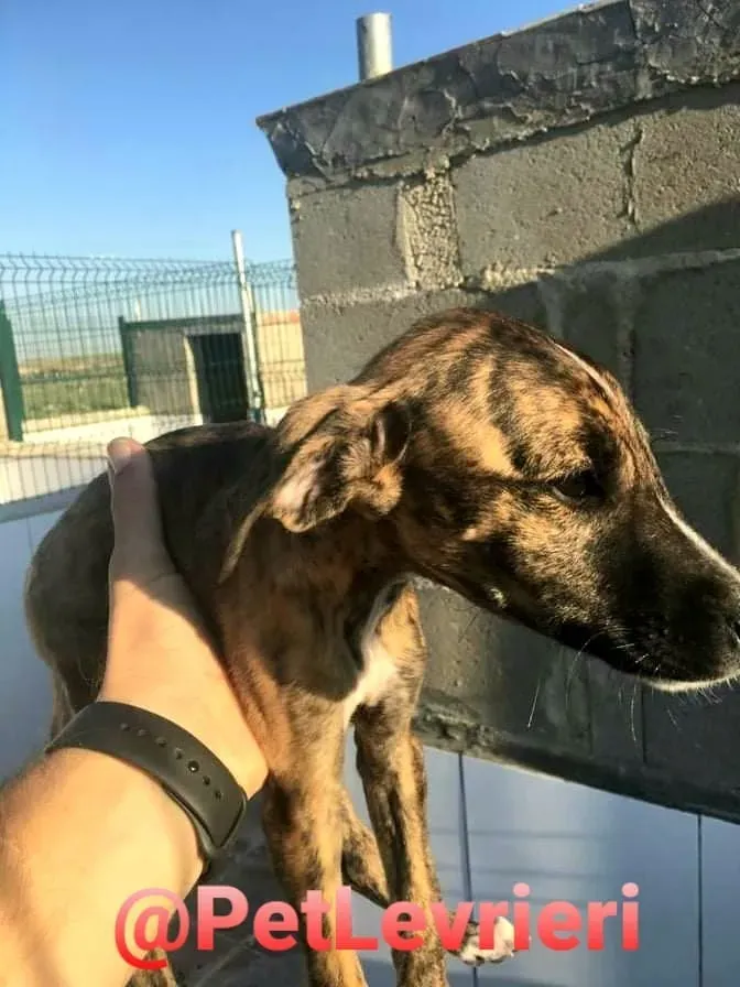 5509 adozione levrieri galgo 15