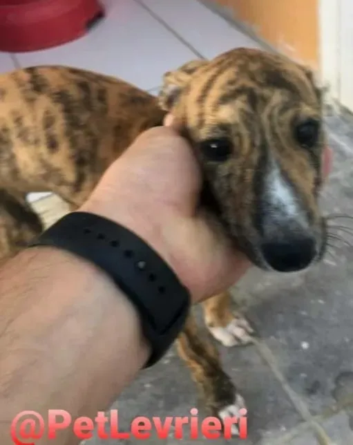 5509 adozione levrieri galgo 16