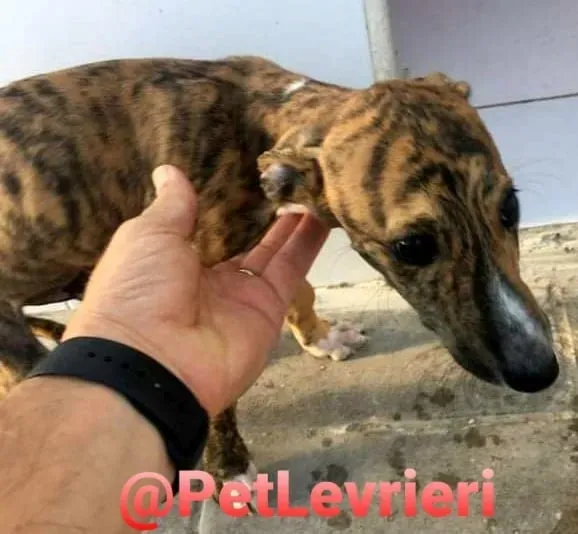 5509 adozione levrieri galgo 17