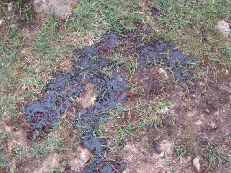 552765 386355794730233 393481096 n