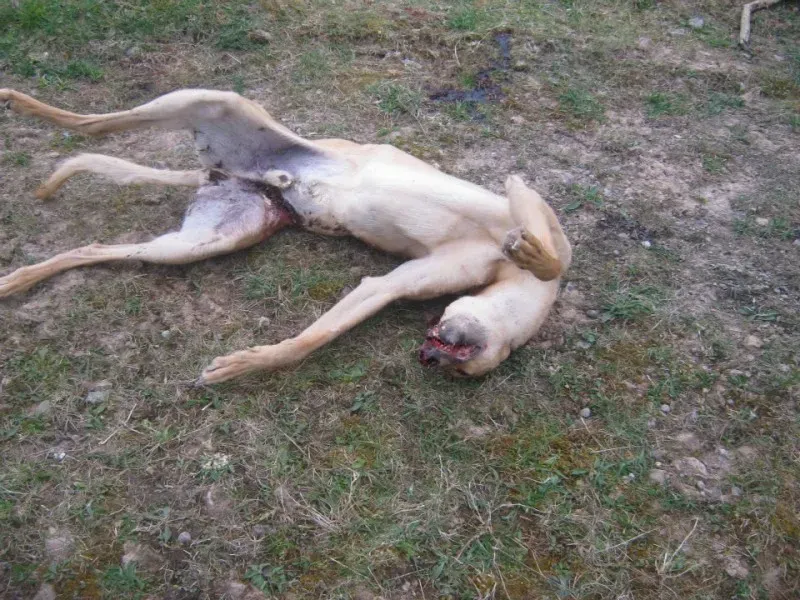 559529 386355928063553 669054012 n