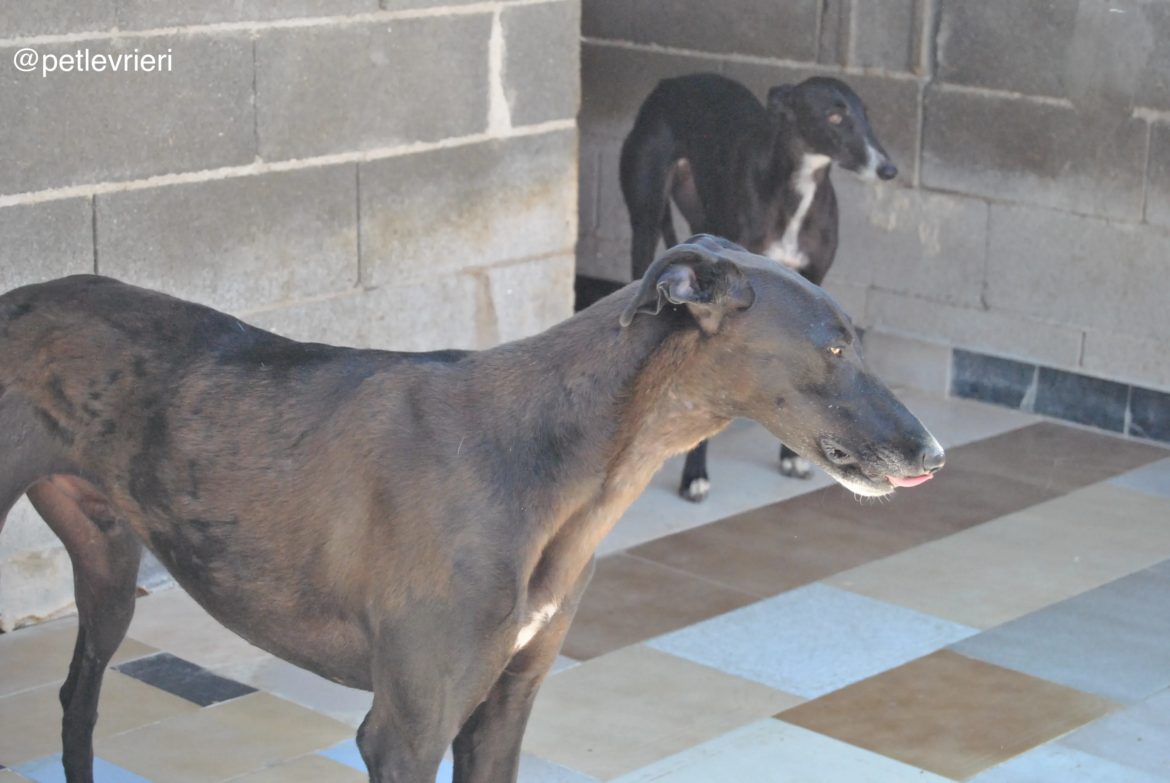 55 neron adozione galgo quarantena