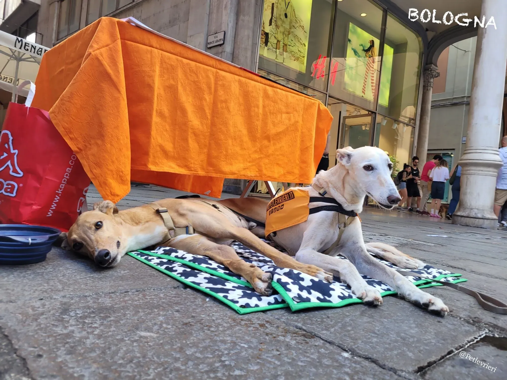 55d6e616 1e69 4131 b7ec 09048ec3bc3a risultato