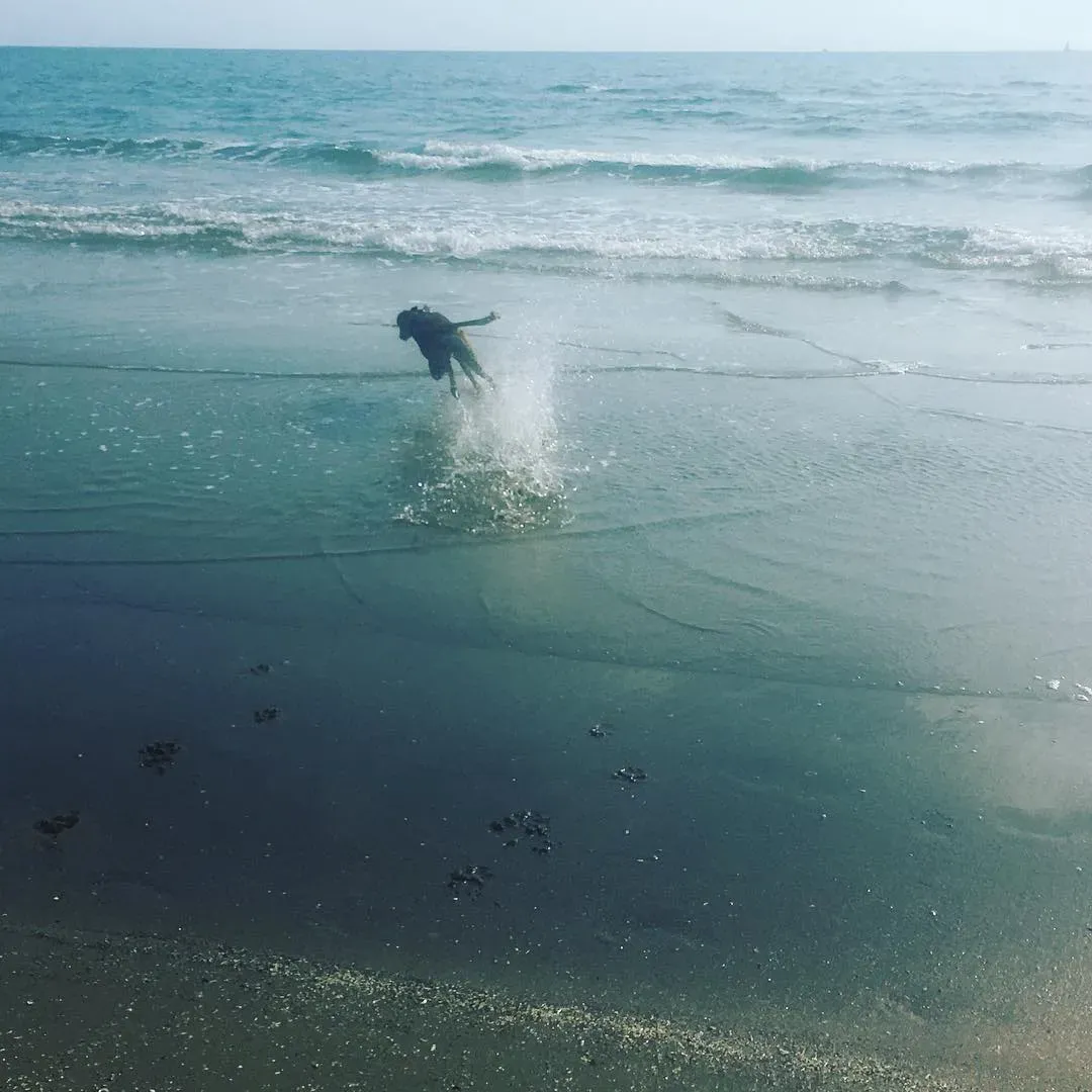 57154685 10156436220308246 5327136473684639744 o