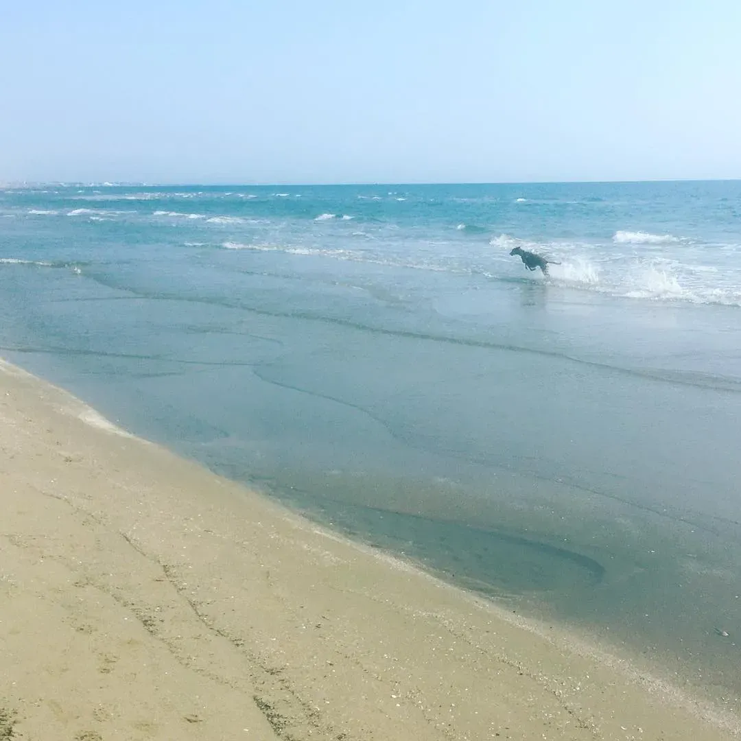 57374566 10156436220263246 4625914506344660992 o