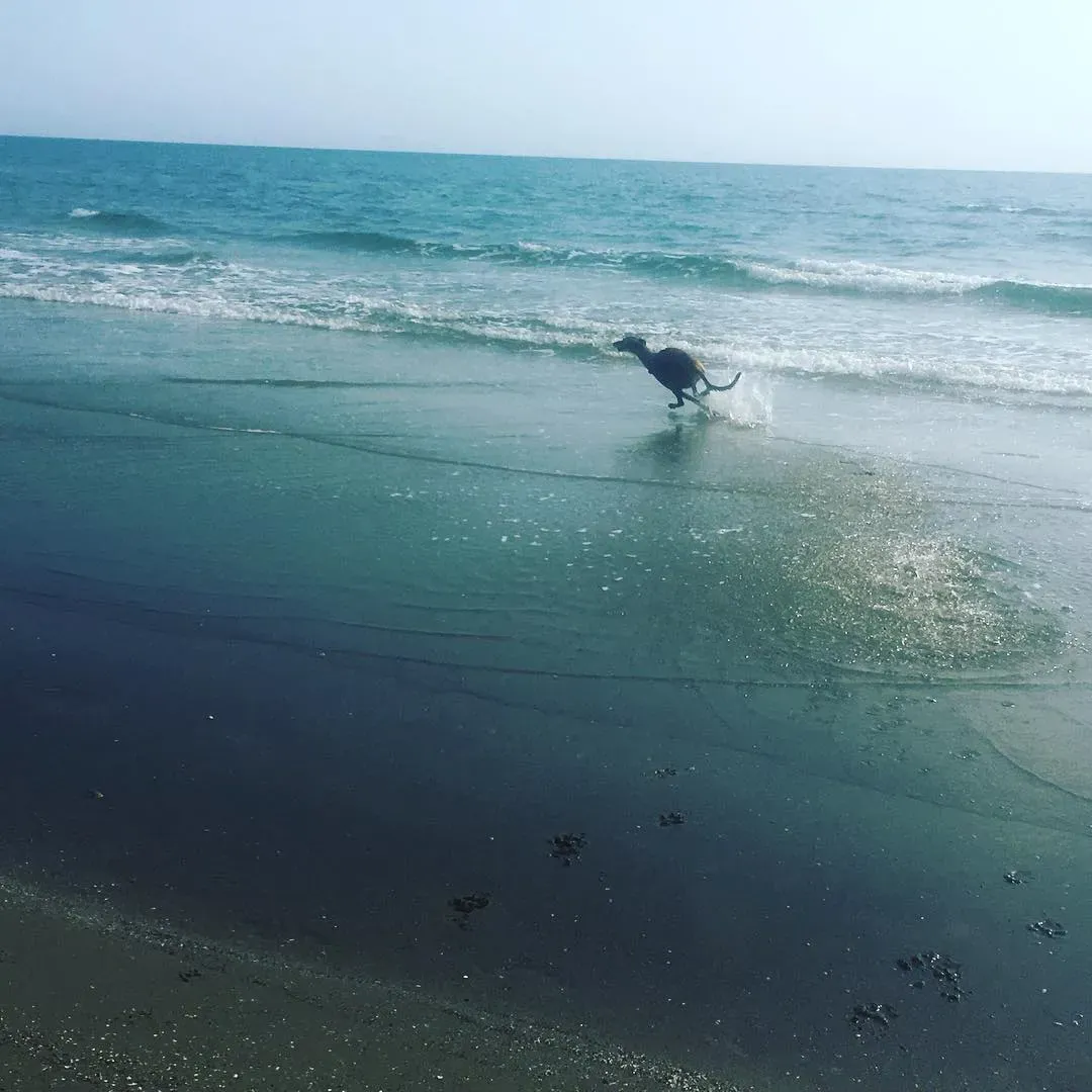 57408094 10156436220368246 6011858284774948864 o