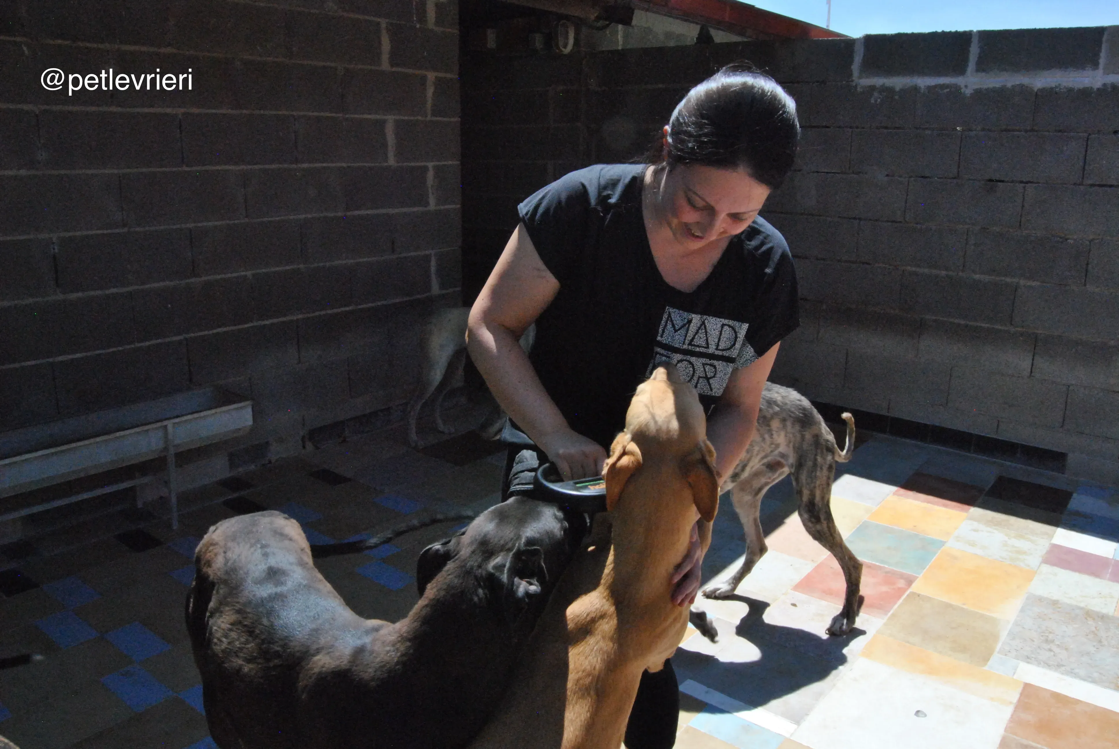 57 colorada neron adozione galgo quarantena