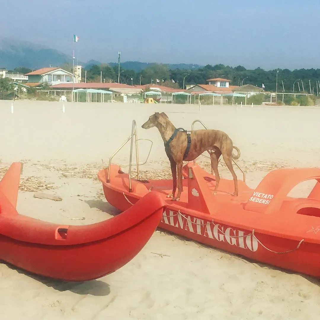 58033204 10156436220168246 7072125576596684800 o