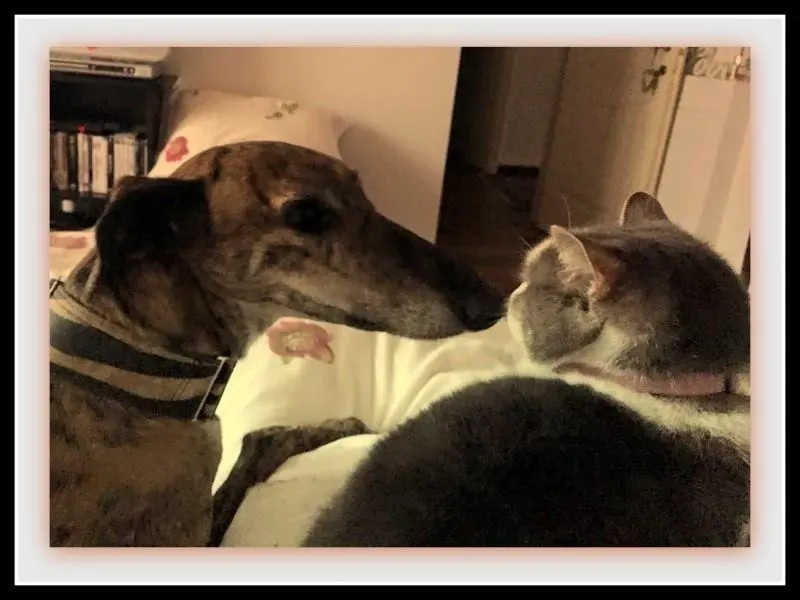 580397 985356328214889 5804410190994826711 n