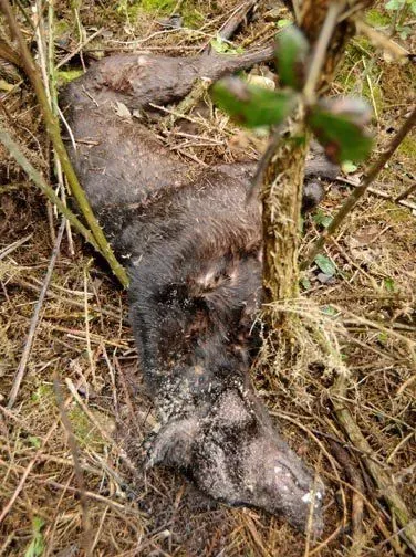 581003 386795071352972 1114841043 n