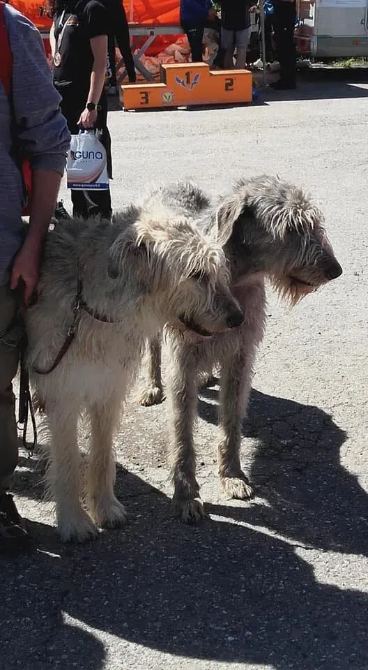 58383499 2284365391624473 5110635895371857920 n