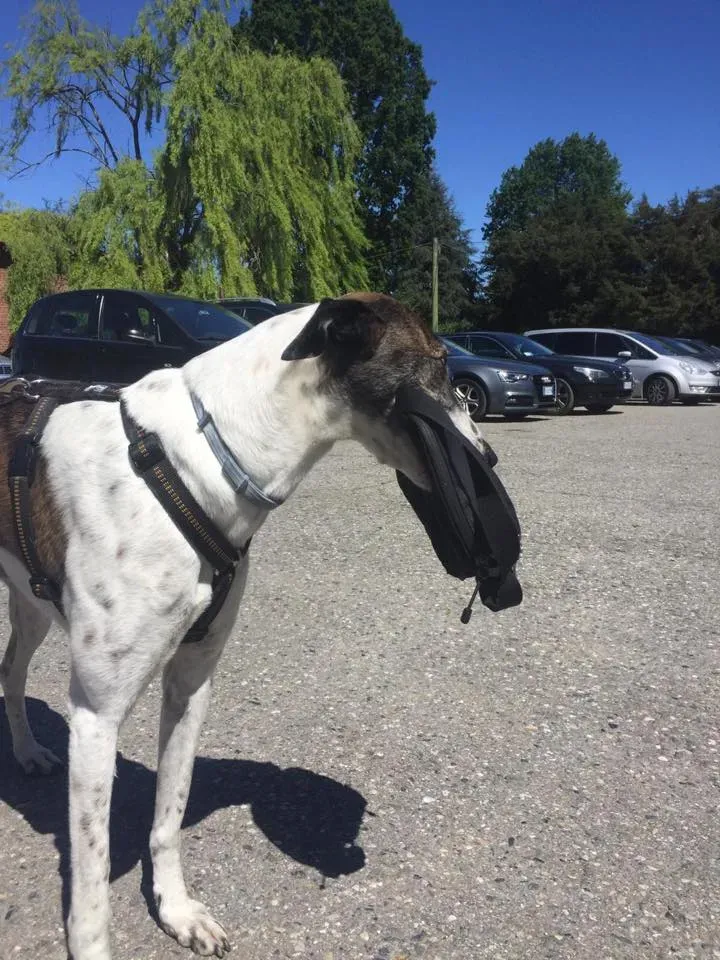 58419112 2284466404947705 421133762554757120 n