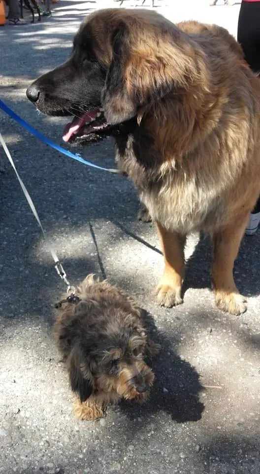 58443699 2284365211624491 4044060370334121984 n