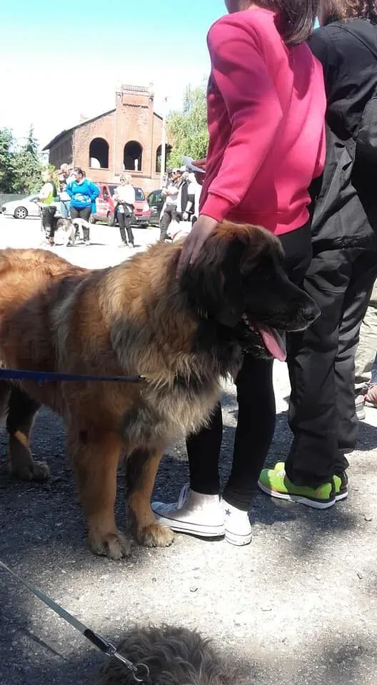 58543350 2284365148291164 5350413860694130688 n