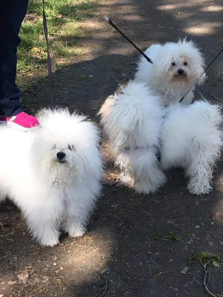 58543579 2284365044957841 308118394014531584 n