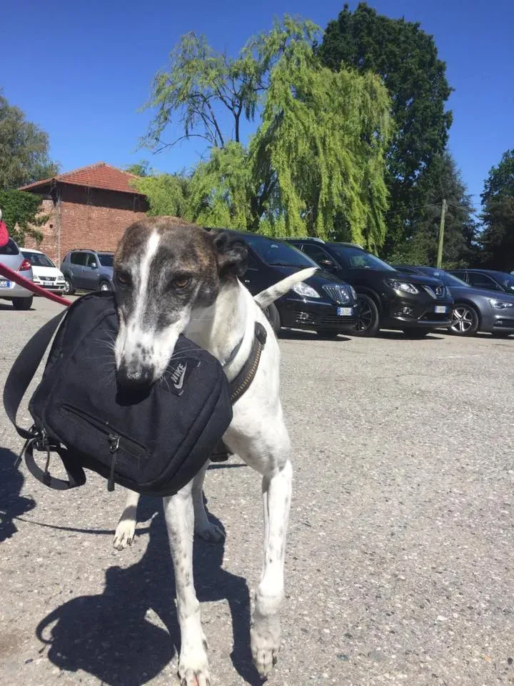 58613029 2284466344947711 7107321901579501568 n