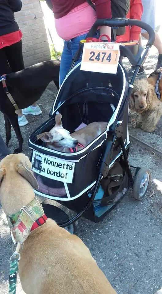 58761480 2284365088291170 7551007291865038848 n