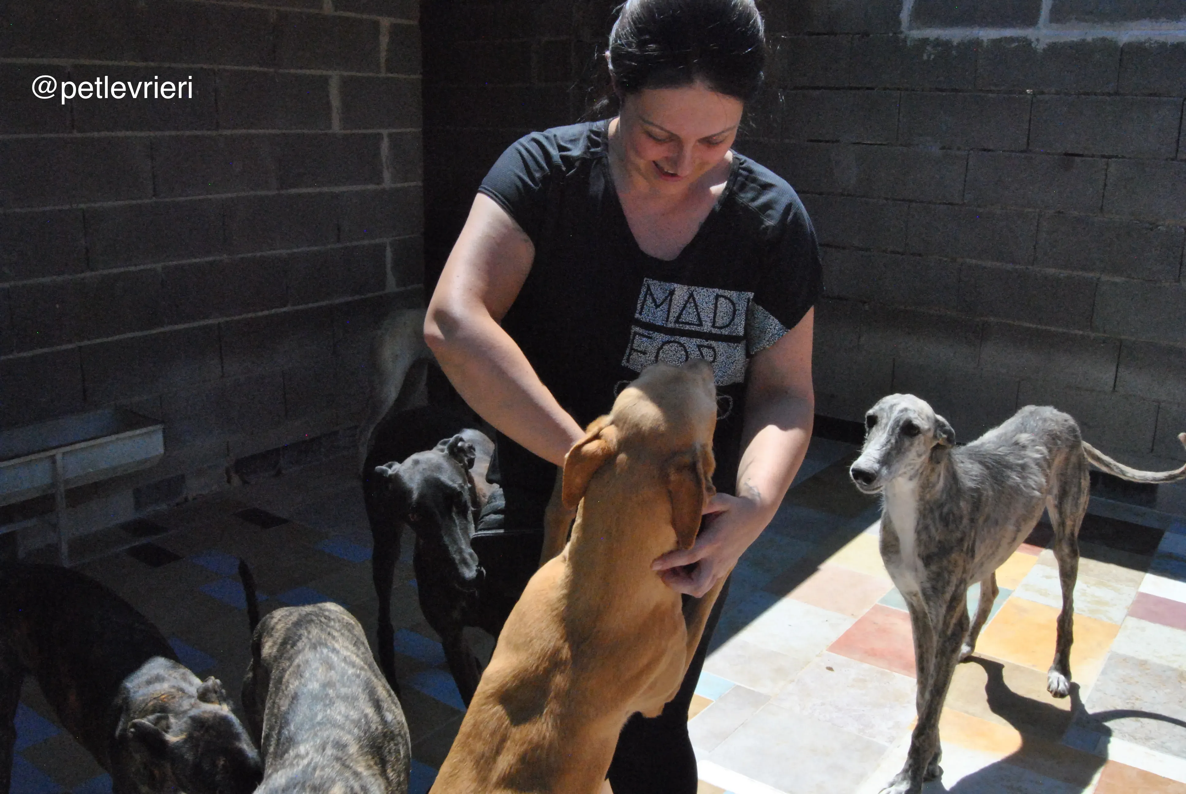 58 colorada hispano neron adozione galgo quarantena