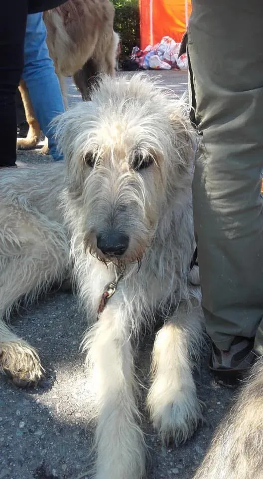 59321371 2284365094957836 7555580371178356736 n