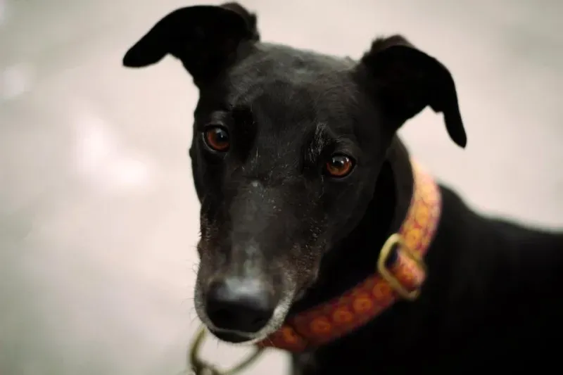 599773 4095234100634 550976691 n