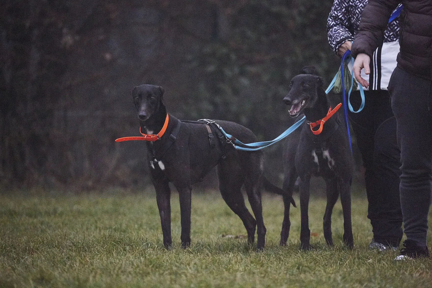 5O3A2279BUDDYEMAIBAGHO