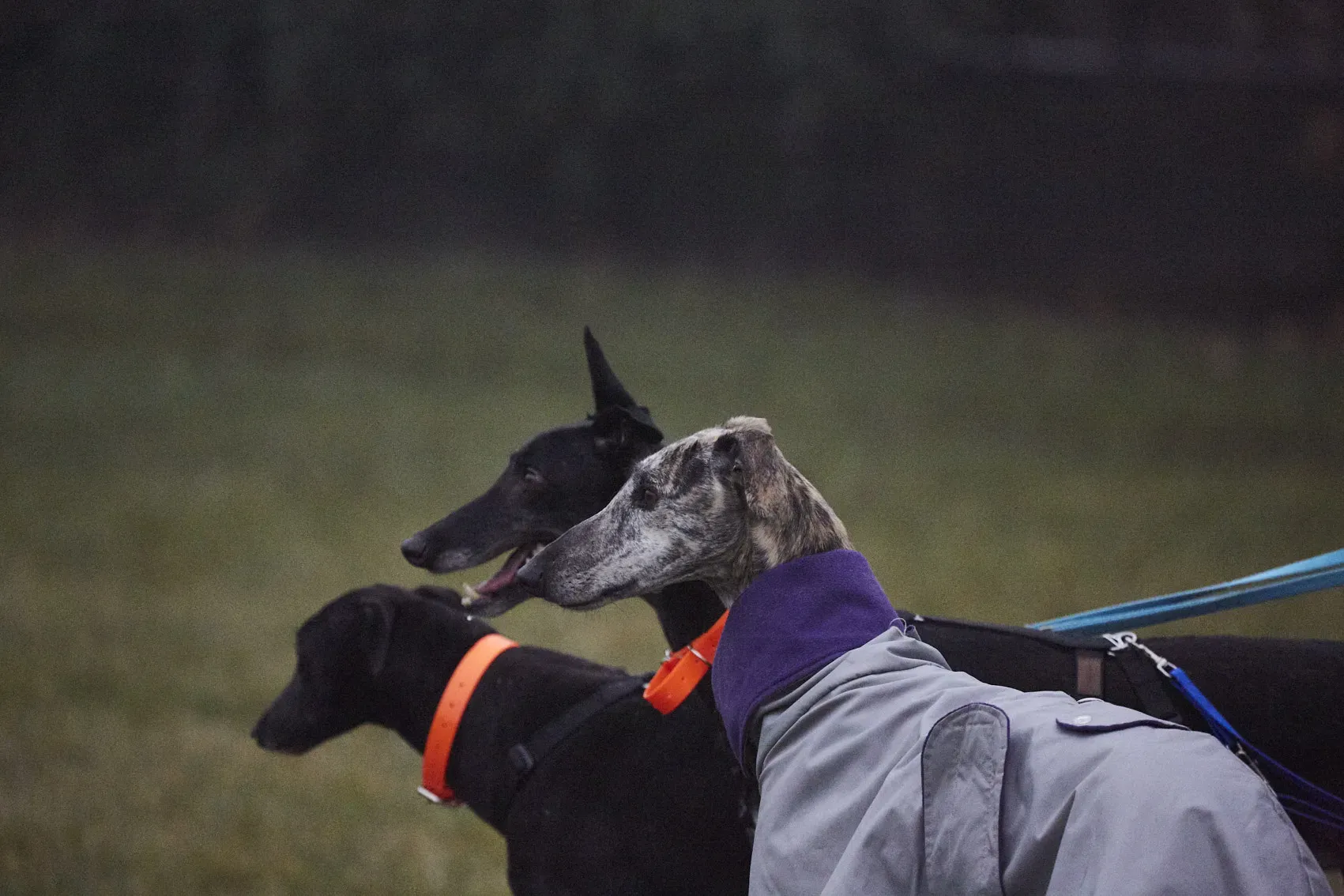 5O3A2300BUDDY MAI PANCHO 1