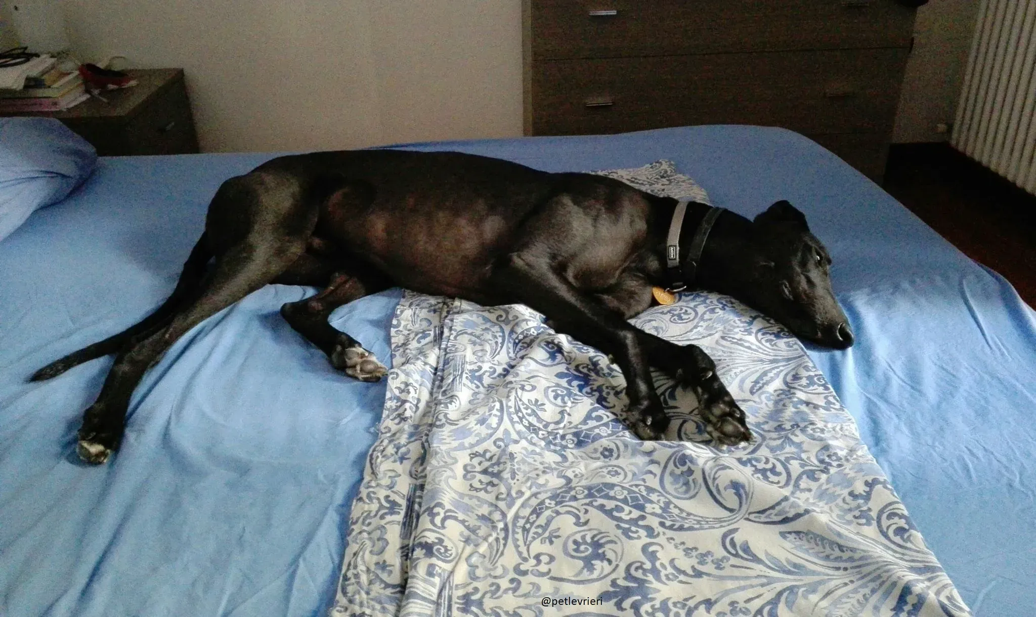 5 Doodle Greyhound rescue petlevrieri petlevrierionlus foster progettofoster