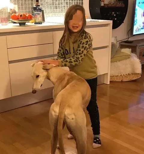 5 Emanuel Galgo Petlevrieri Petlevrierionlus feliciacasa