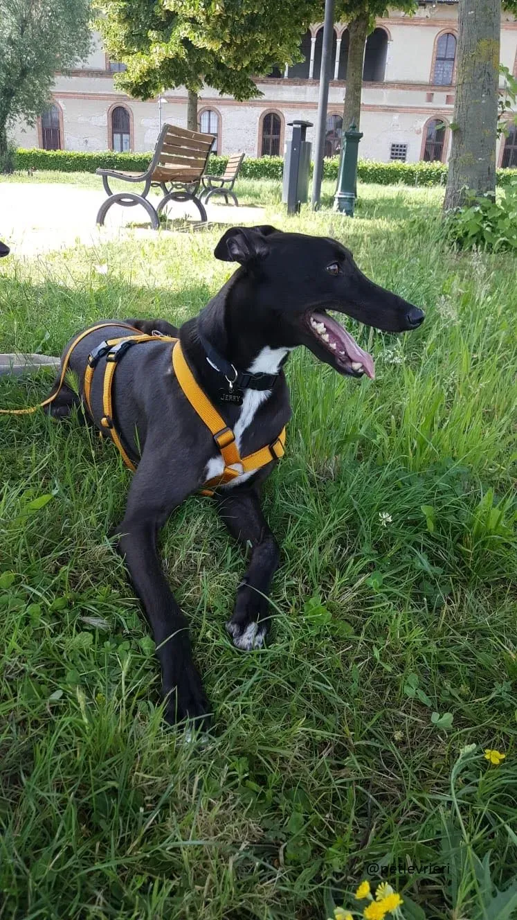 5 Jerry Greyhound rescue petlevrieri petlevrierionlus foster progettofoster