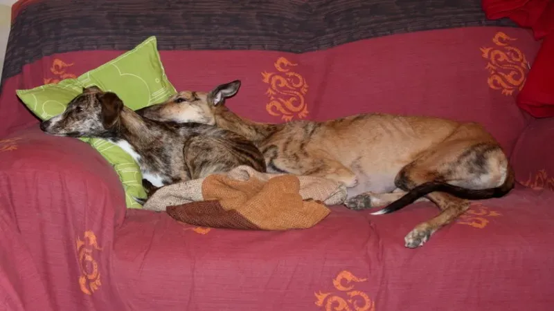 5 Nori feliciacasa petlevrierionlus petlevrieri 