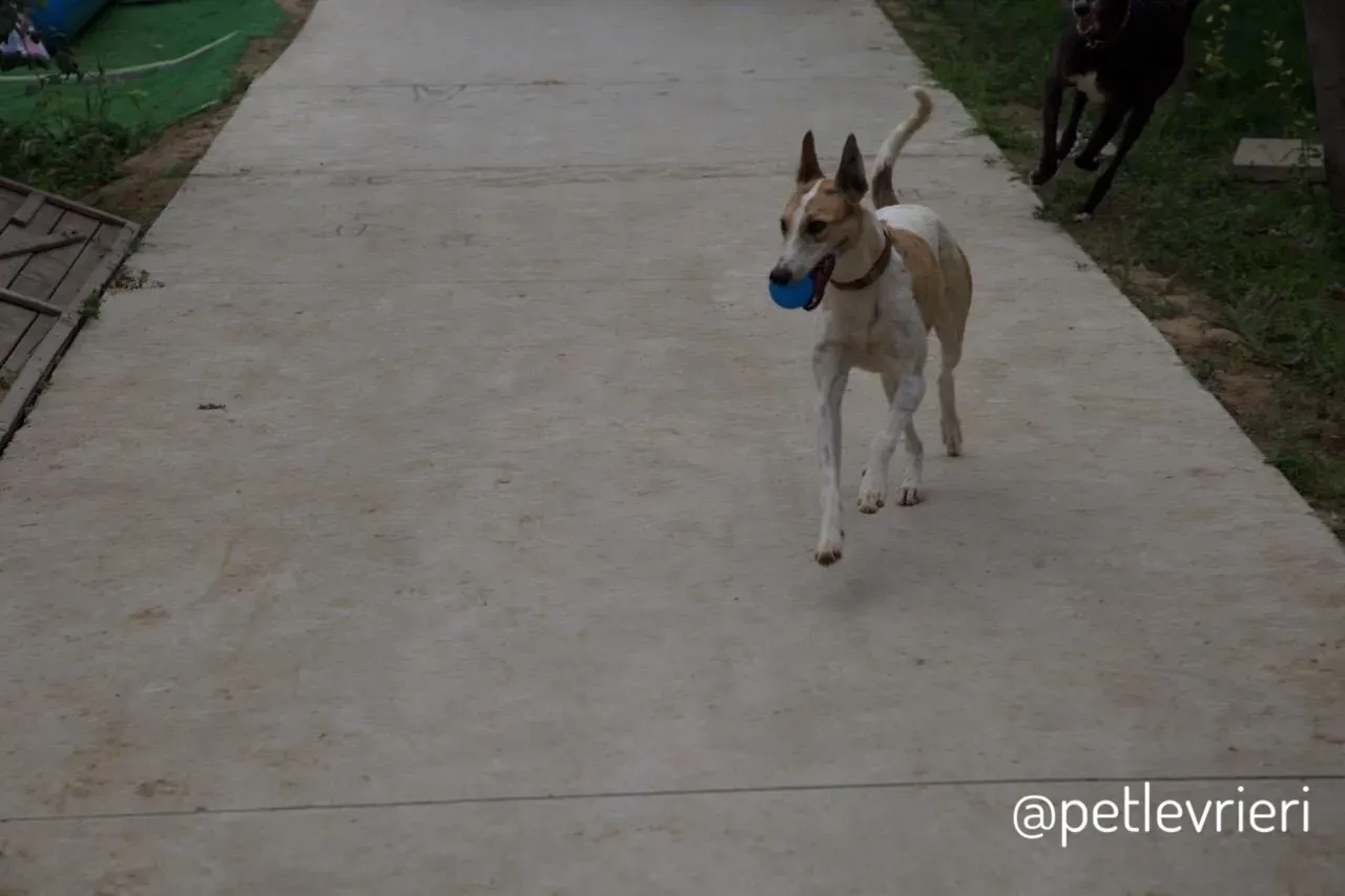 5 Sam whippet petlevrieri petlevrierionlus salvatomercatodellacarne cina maco.JPG