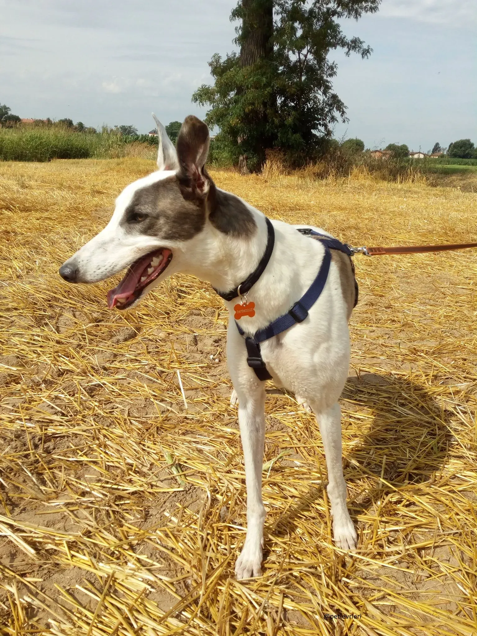 5 Spark Greyhound rescue petlevrieri petlevrierionlus foster progettofoster