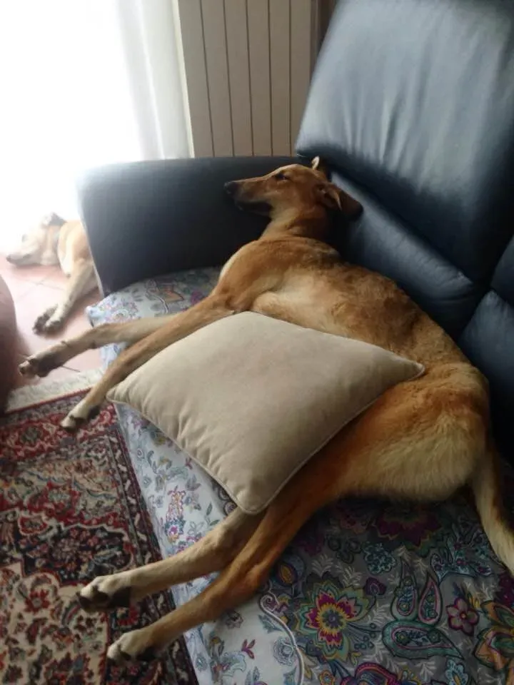 5 Steve lurcher petlevrierionlus adozione foster fostering