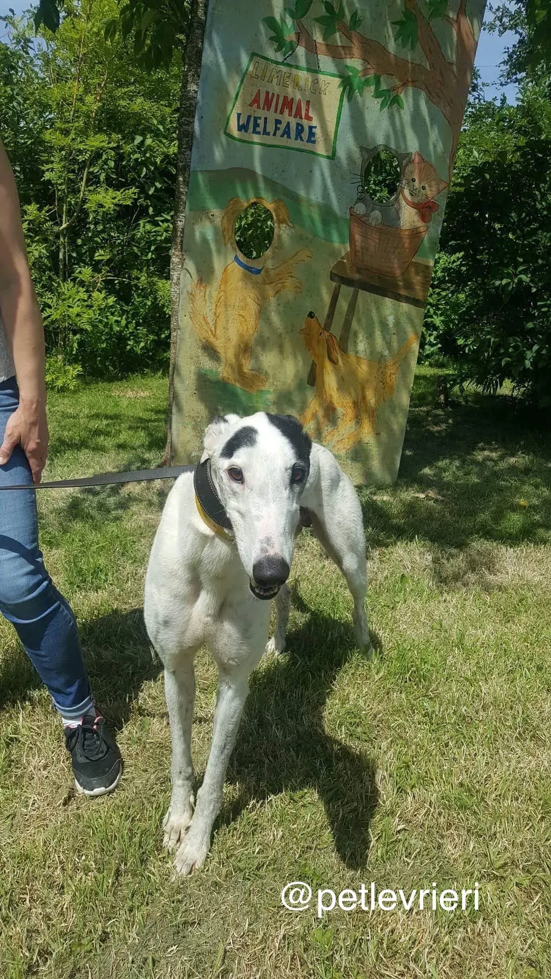 5 Young petlevrieri petlevrierionlus greyhound rescue settembre18