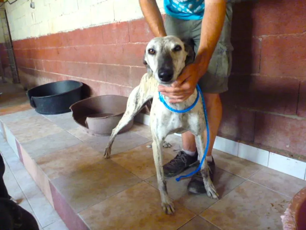 5  8526 adozione levrieri galgo