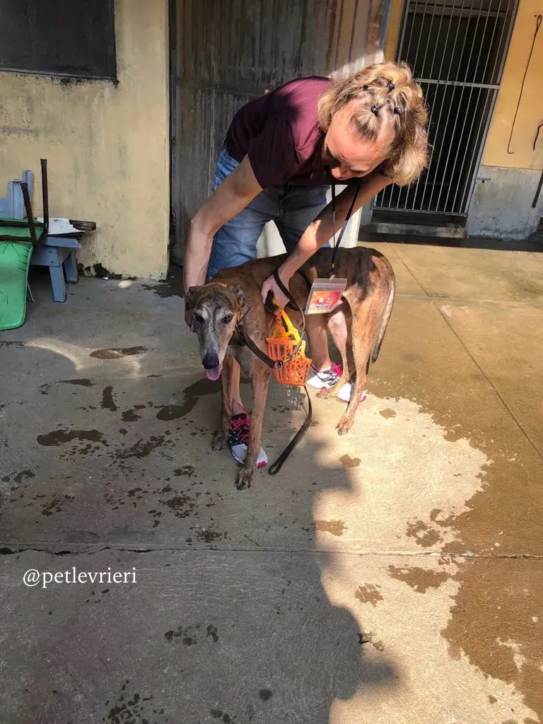 5 aogiri sen adozione greyhound macao